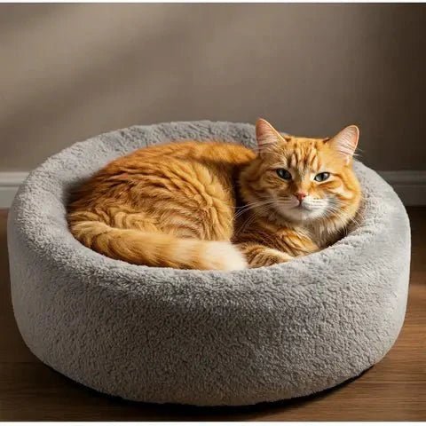 Stress chez le Chat | Comment l'Identifier et le Réduire 🐾 - Pattes d'Or