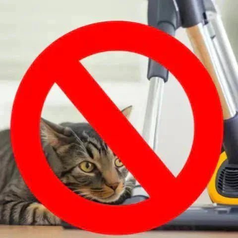 Ce que DÉTESTE votre chat | Guide pour une vie ZEN 🚫🧘 - Pattes d'Or