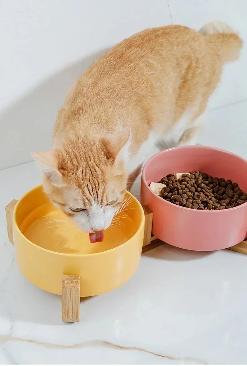 Un chat boit facilement dans une gamelle en céramique placée à bonne hauteur pour sa santé