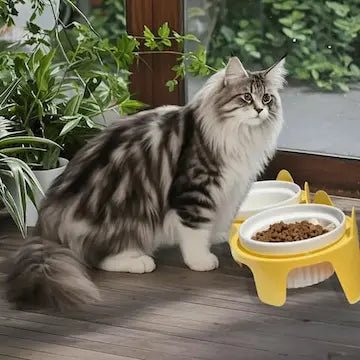 Gamelle inclinée 15° avec chat en posture naturelle confortable