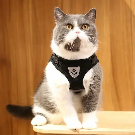 Chat gris et blanc porte un harnais anti-fuite noir pour son confort.