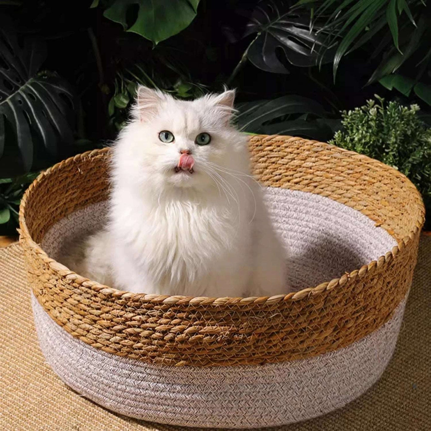 Chat blanc confortable dans un panier en rotin tissé main