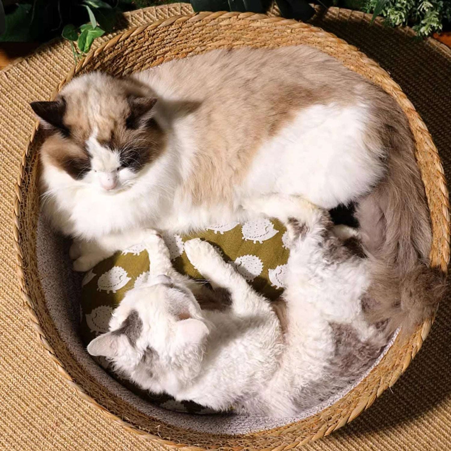Panier tissé à la main spacieux avec deux chats heureux à l'intérieur