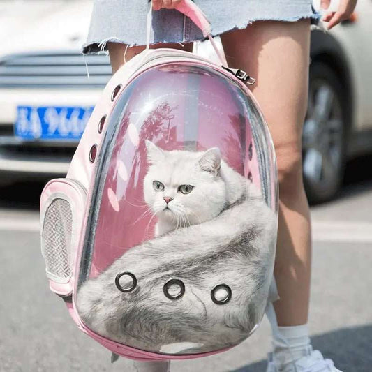 Chat blanc dans un sac à dos rose transparent