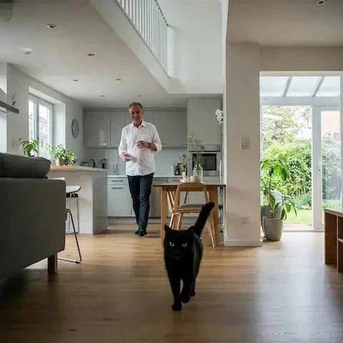 Mon Chat me Suit Partout | Les Raisons de ce Comportement 🐾 - Pattes d'Or