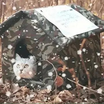 Abri chat extérieur installé dans jardin - protection discrète et efficace