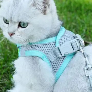 Superbe chat blanc  portant un harnais anti-évasion bleu vif et sa laisse assortie, avec un zoom sur la maille respirante et les ajustements. Parfait pour des promenades colorées et sécurisées.