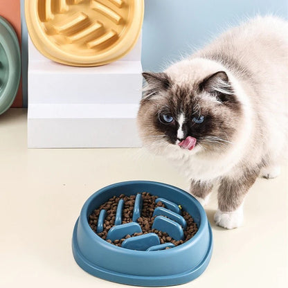 Un chat mange calmement dans une gamelle anti-glouton ronde, favorisant sa digestion