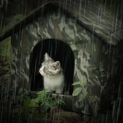 Chat en sécurité dans abri extérieur - refuge contre intempéries