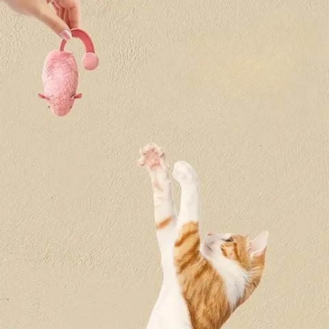 Chaton gris attrapant la souris en peluche douce entre ses pattes après une course