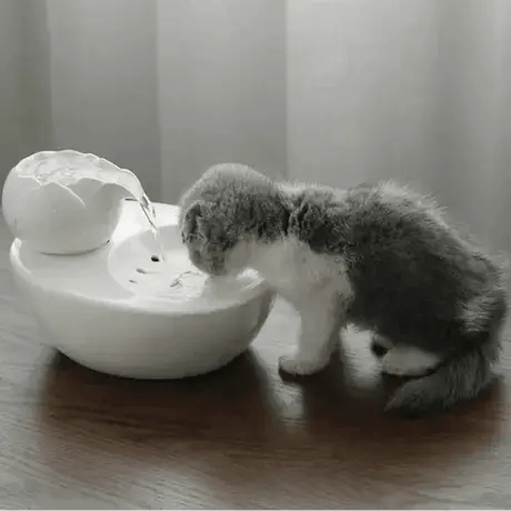 Jeune chaton buvant à la fontaine céramique lotus - eau fraîche adaptée aux chatons