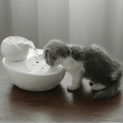 Jeune chaton buvant à la fontaine céramique lotus - eau fraîche adaptée aux chatons