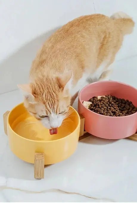 Chat buvant dans gamelle céramique surélevée posture naturelle