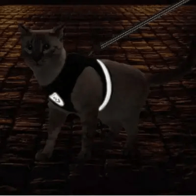 Un chat porte son harnais avec des bandes réfléchissantes, visible dans l'obscurité