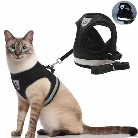 Un chat siamois porte un harnais et une laisse, prêt pour une aventure en extérieur.


