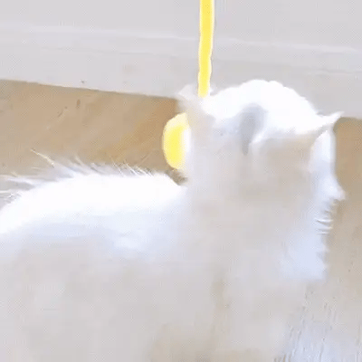 Chat jouant avec une balle en laine colorée et sonore