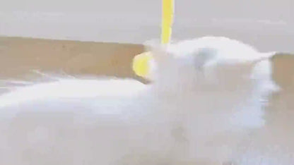 Chat qui poursuit une balle en laine - jeu stimulant et exercice