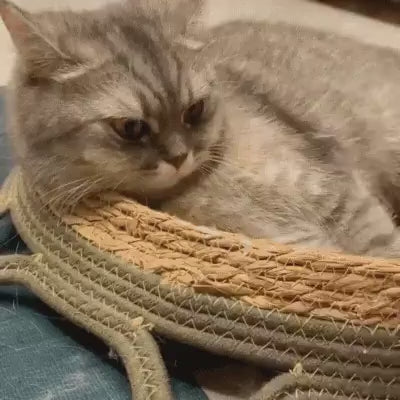 Démonstration vidéo de la brosse de toilettage 3-en-1 pour chat en action" ou "Vidéo de la brosse PurPoil Elite retirant les poils de chat