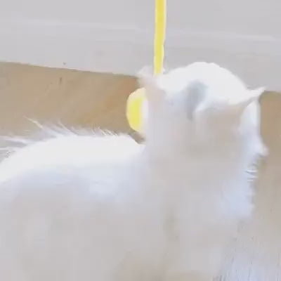 Vidéo d'un chat jouant avec la balle sonore interactive
