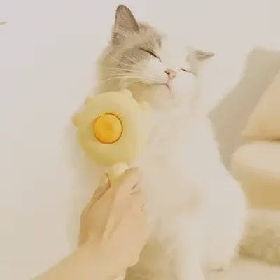 Vidéo de Chat blanc se faisant brosser délicatement avec la brosse de toilettage.