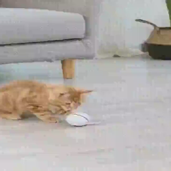 Chat jouant avec la Balle Intelligente Interactive et Lumineuse - mouvement automatique et lumières captivantes