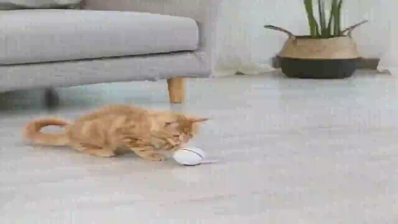 Chat jouant avec la Balle Intelligente Interactive et Lumineuse - mouvement automatique et lumières captivantes