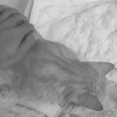 Vidéo  : Chat se faisant brosser, montrant l'élimination facile des poils avec la brosse auto-nettoyante.