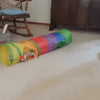 Vidéo illustrant Tunnel pliable ultra résistant pour chat – polyester et acier