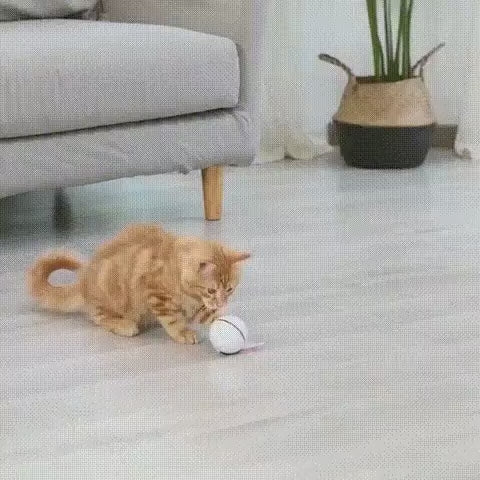 Vidéo de Chat jouant avec balle intelligente