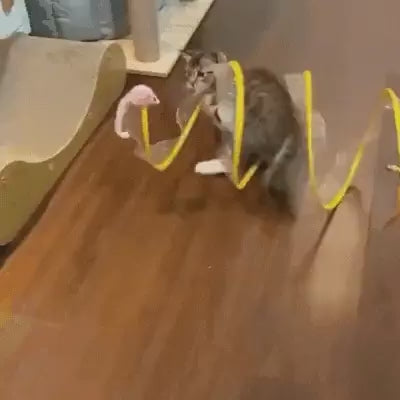 Vidéo de démonstration tunnel pliable interactif pour chat avec souris à plumes, jeu sécurisé
