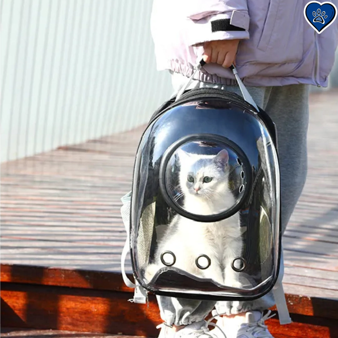 Un chat t blanc très beau transporté dans un sac à dos transparent et respirant